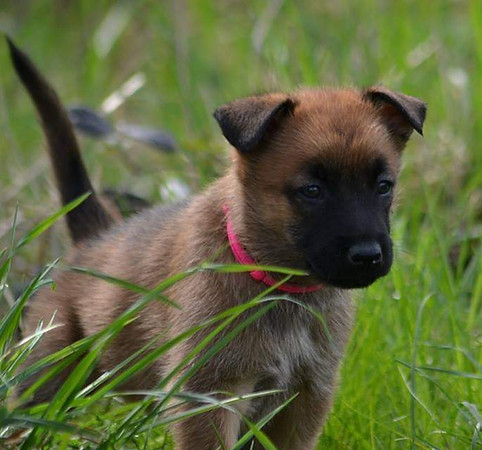 Chiot malinois chez NS Canine 74