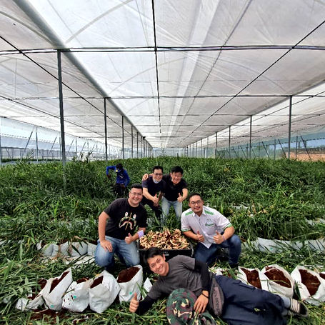 ginger farm malaysia