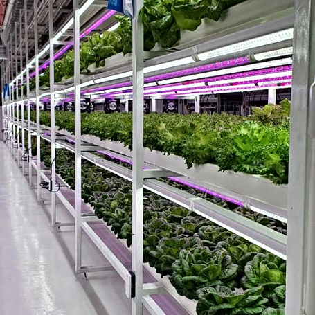 CLEAN FARM PROJECT EXCEL GROUP