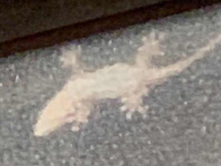 治療するベストタイミングなど・・・