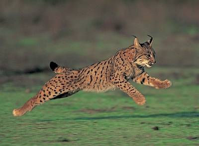 Lince Iberico
