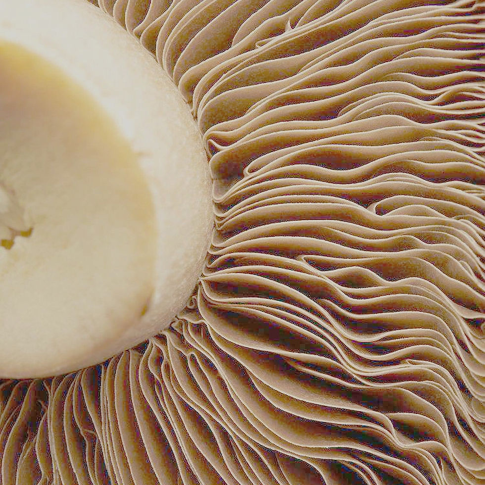 Fine line & Wrinkles_edited_edited_edited.jpg