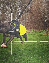 benefits of massage for agility dog