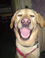 happy pooch