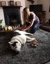 benefits of massage for agility dog