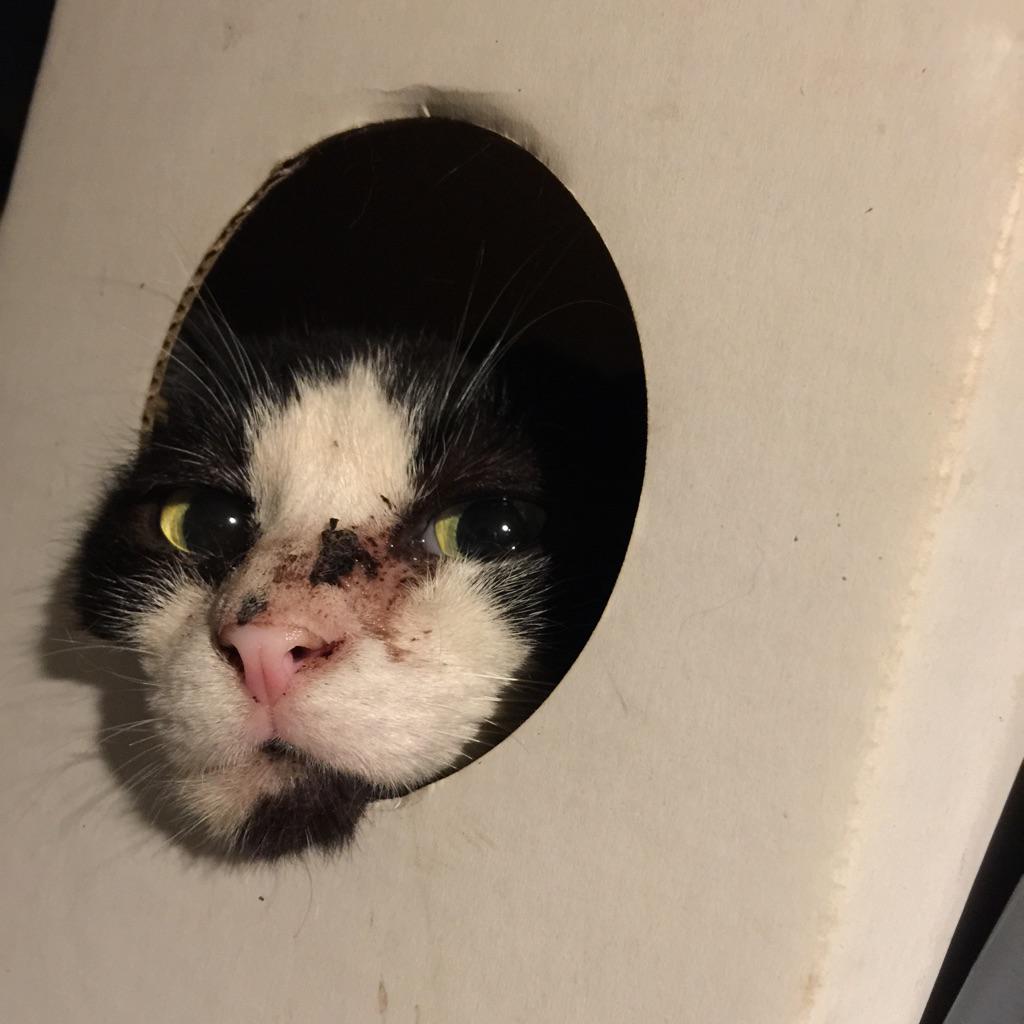 黒猫 ゴッチ Skuu