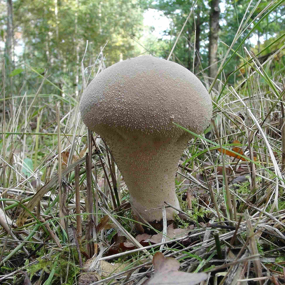 Plooivoetstuifzwam 1