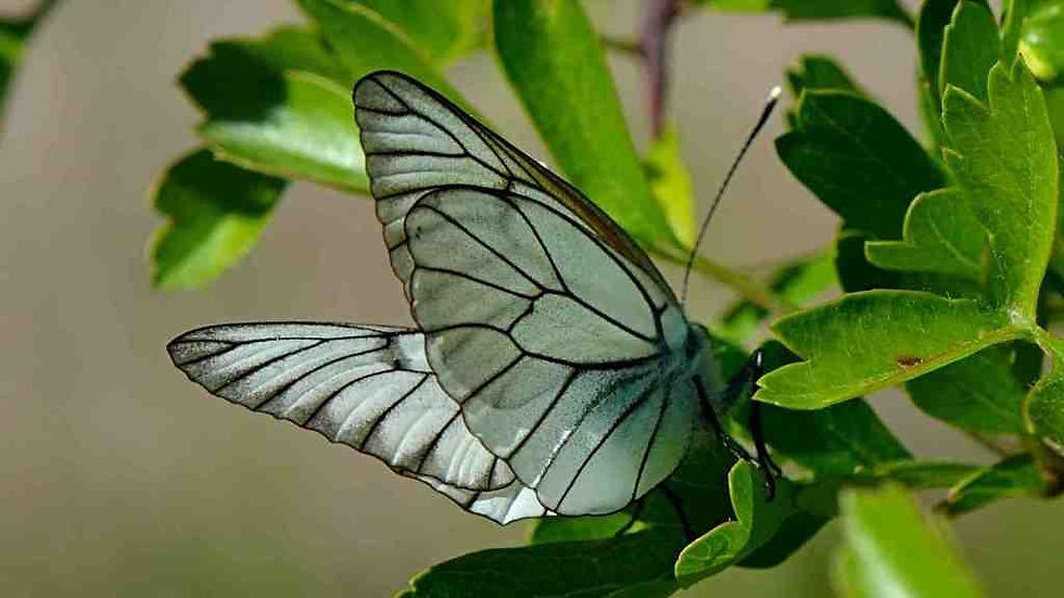 Groot geaderd witje 3