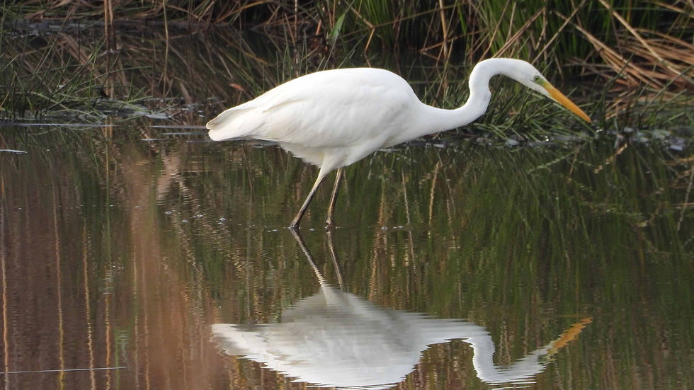 Grote zilverreiger 8