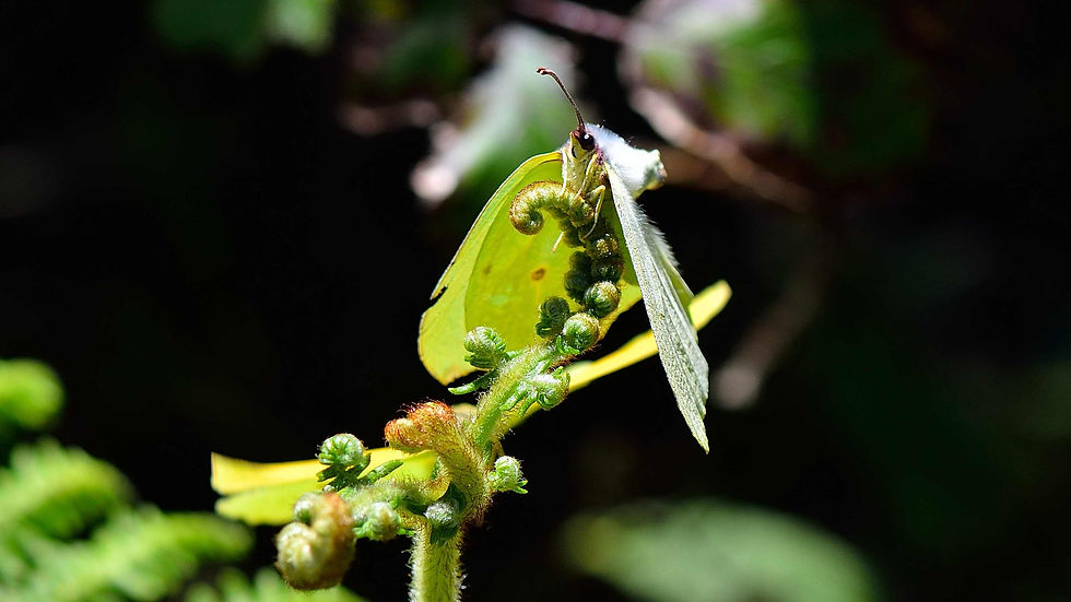 Canarische citroenvlinder 4 ♂♀