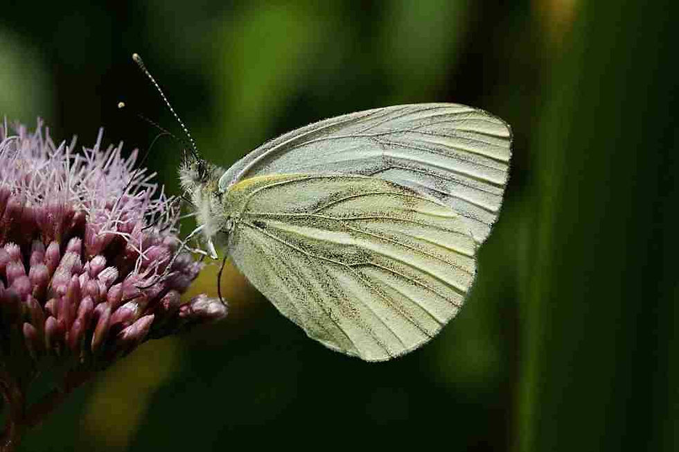 Klein geaderd witje 5 ♂
