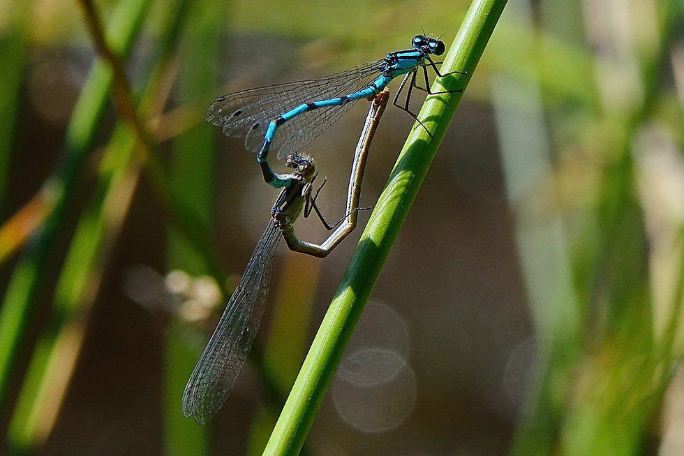 Azuurwaterjuffer 4 ♂♀