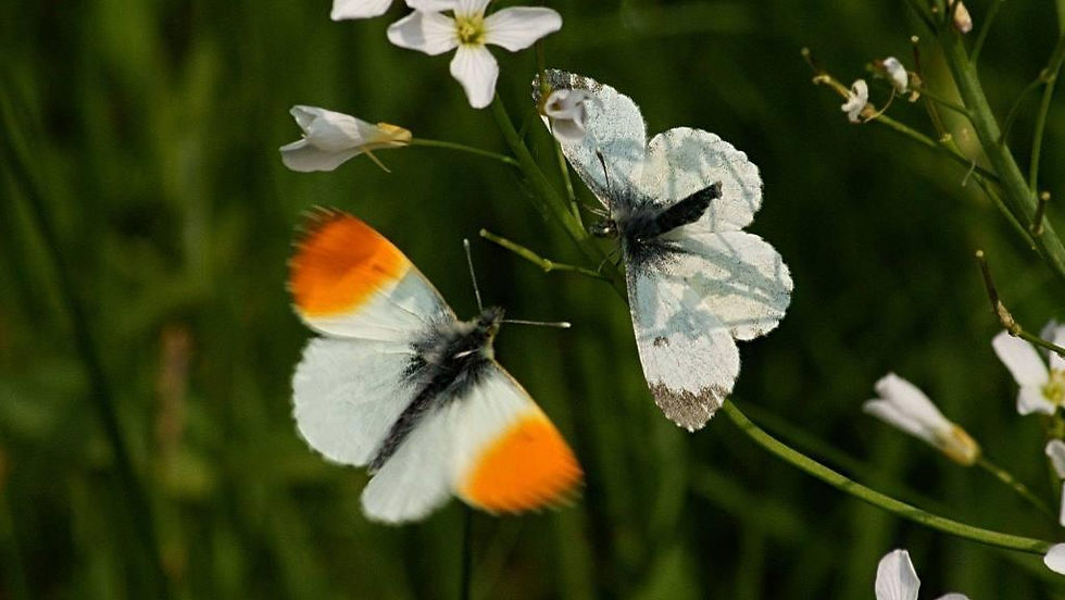 Oranjetipje 6 ♂♀