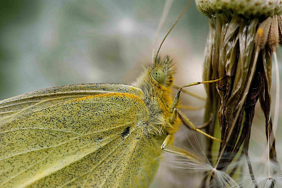 Groot koolwitje 4 ♀