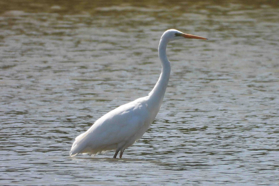 Grote zilverreiger 3