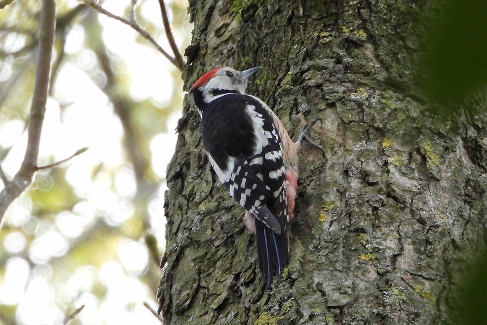 Middelste Bonte Specht 5 ♂