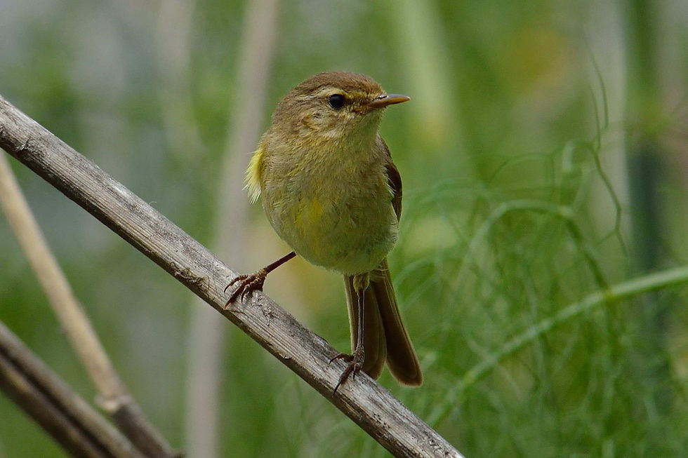 Canarische Tjiftjaf 6