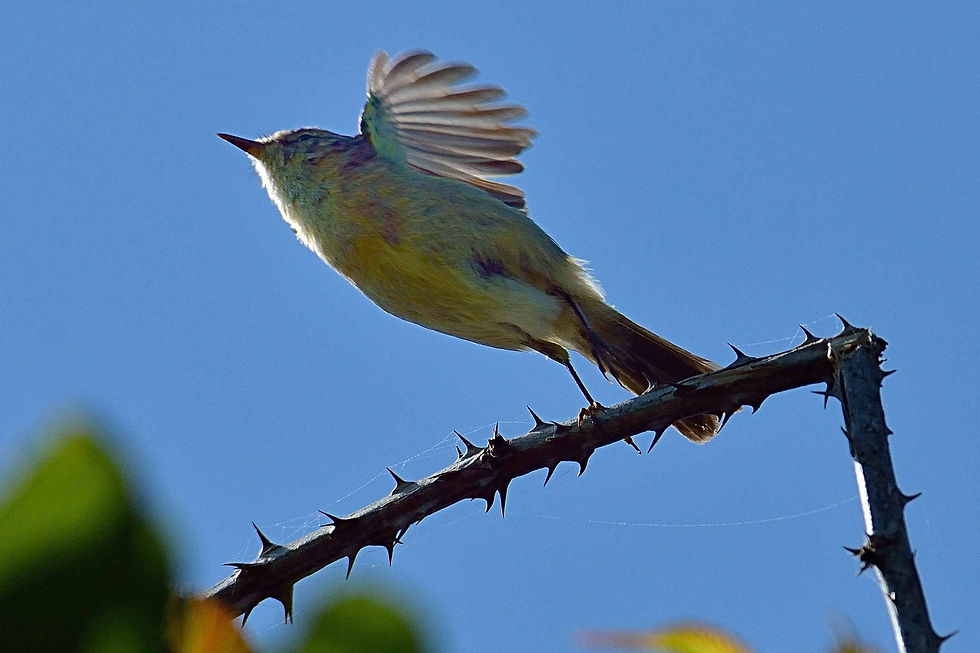 Canarische Tjiftjaf 9