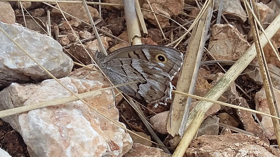 Gestreepte heivlinder 1