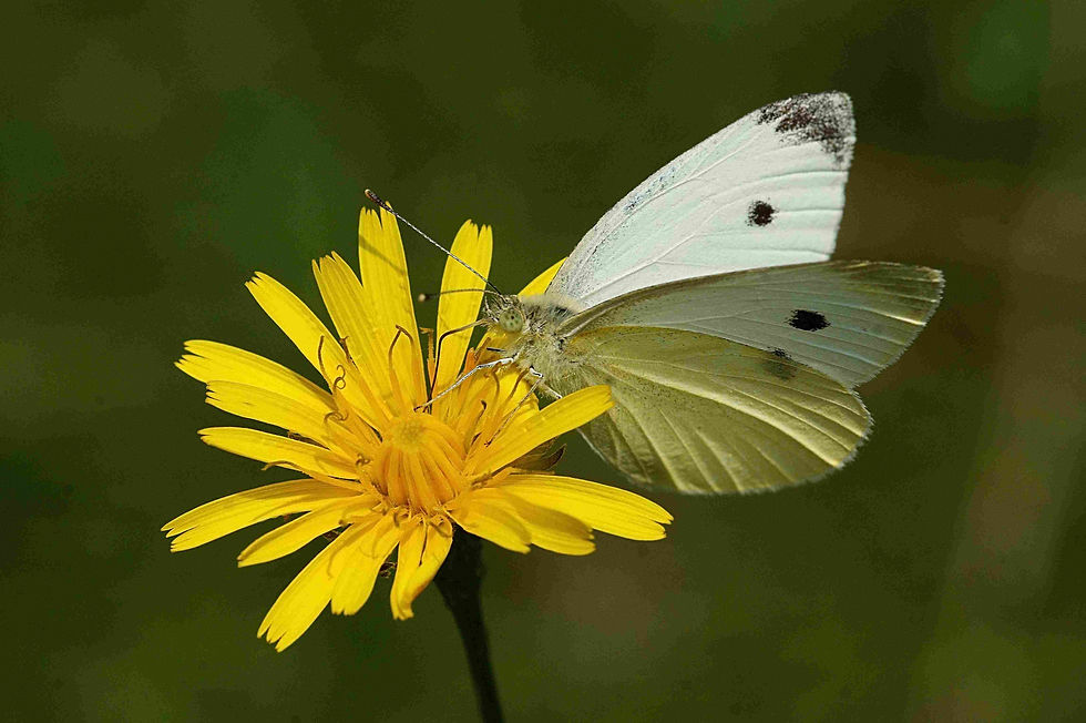 Klein koolwitje 3 ♀