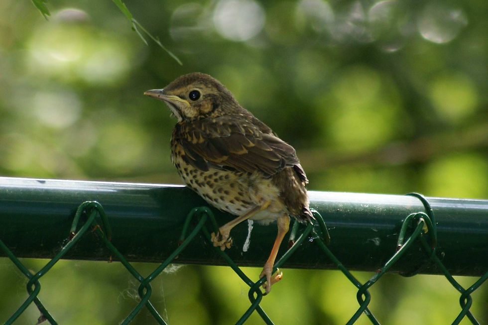 Zanglijster juveniel 5