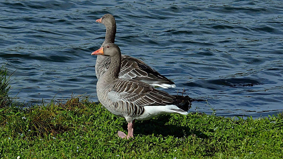Grauwe gans 5