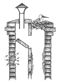 Bird nest and damaged mid-feathers