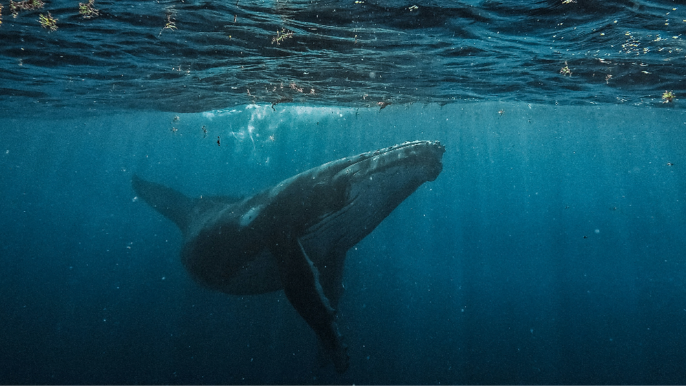 Giant Whale Photo