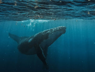 Witness the Giants: Humpback Whales Return to Los Cabos