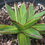 Thumbnail: Agave 'Blue Glow' var. Striata