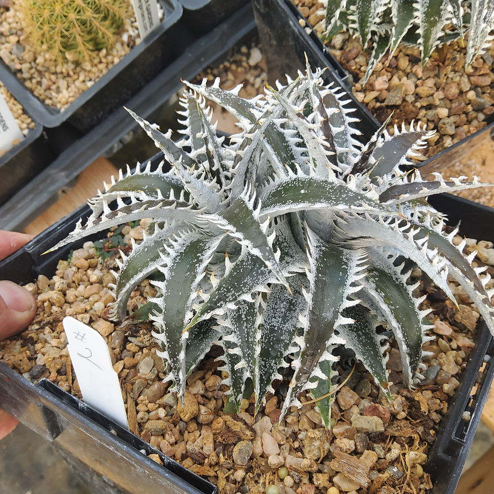 Thumbnail: Dyckia hybrid SS565 #2.  Multi-head 