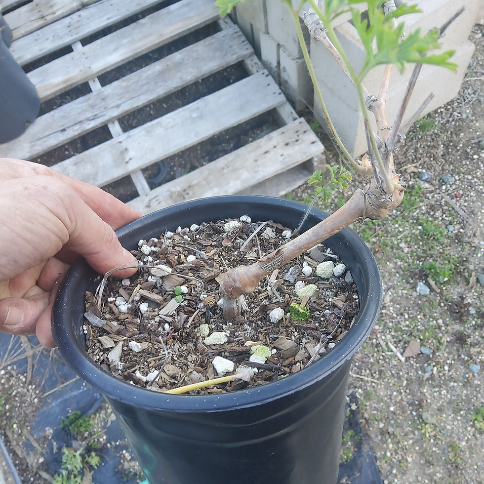 Thumbnail: Pelargonium rutaceum. Amazing black flowers. Fragrant!