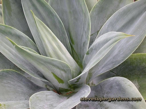 Agave attenuata 'Nova' a.k.a 'Boutin Blue' | Steve Super Gardens