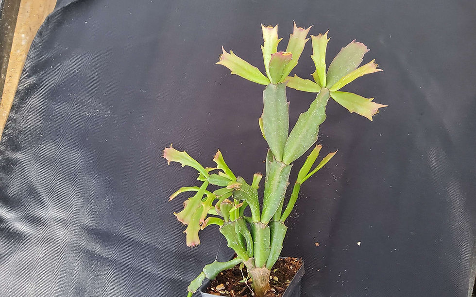Thumbnail: Schlumbergera 'Starburst' (Christmas Cactus)