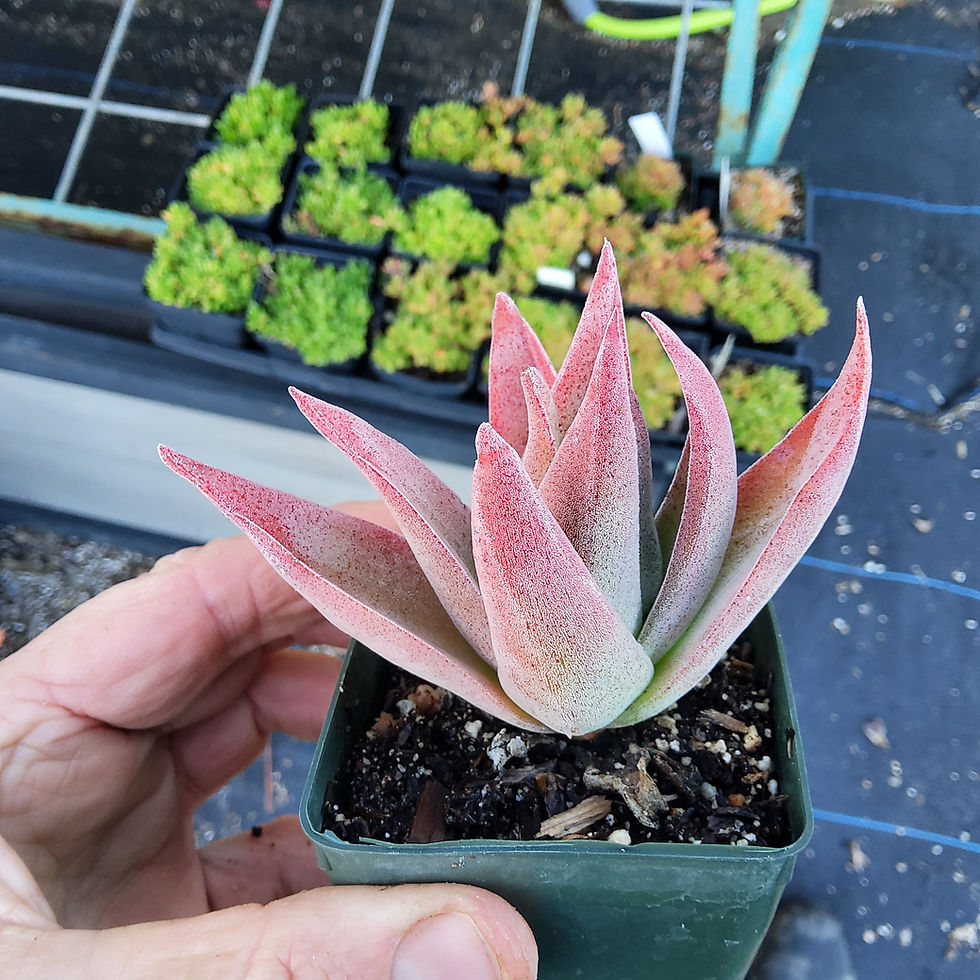 Thumbnail: Hybrid Crassula 'Ruby Lotus'
