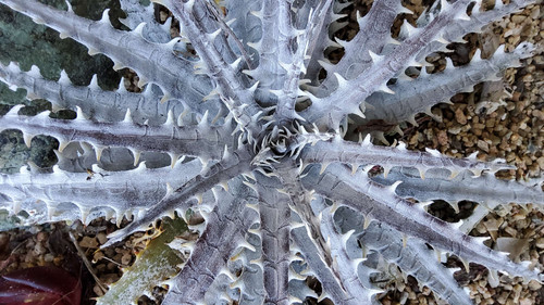 レア ディッキア Dyckia 'Fangus Whiteus' レア ディッキア Dyckia 'Fangus Whiteus' レア ディッキア Dyckia