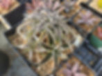 Thumbnail:  Dyckia T300 'Tarzan' hybrid. Multi-head