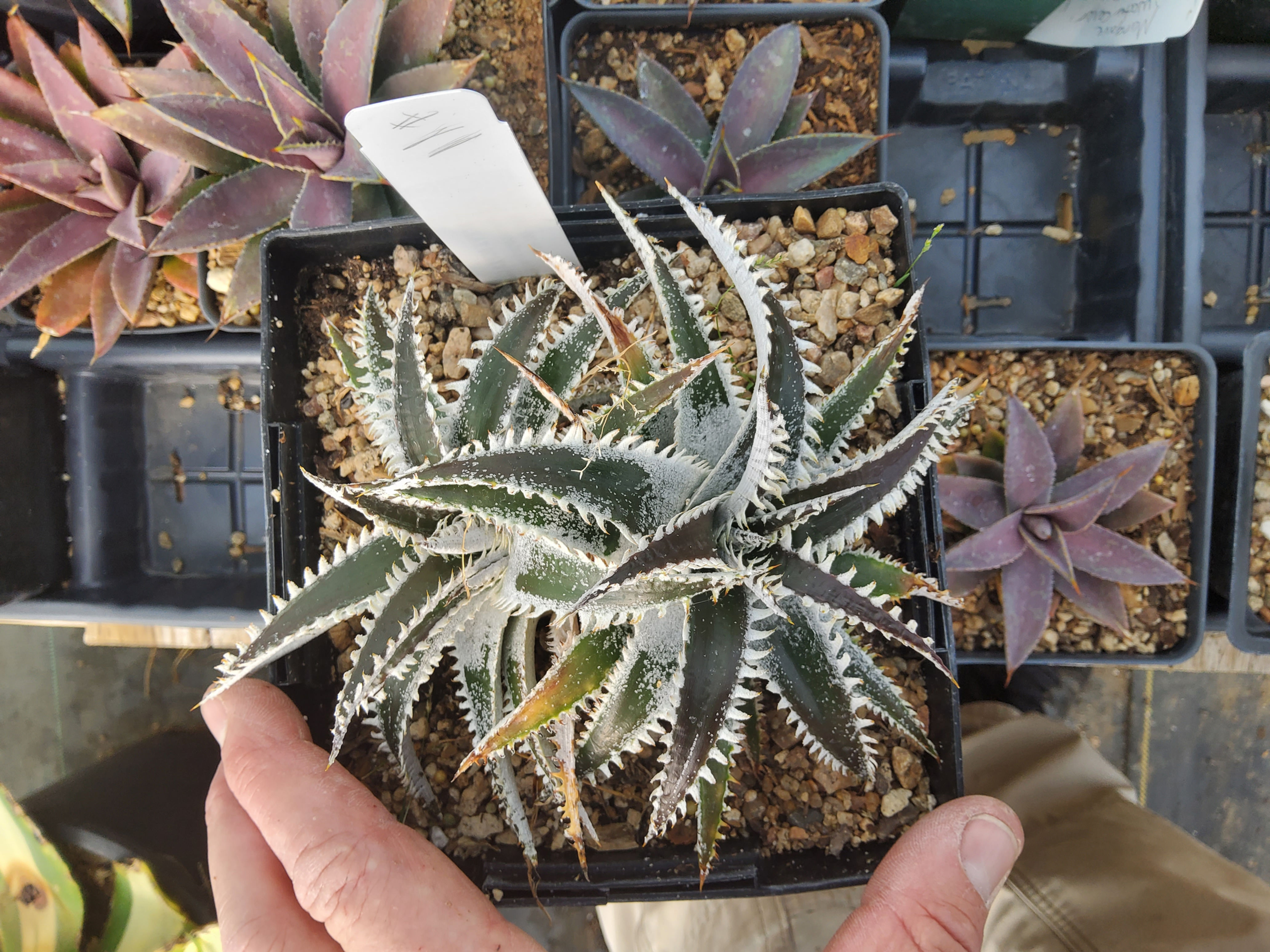#11  Dyckia hybrid. Double-headed