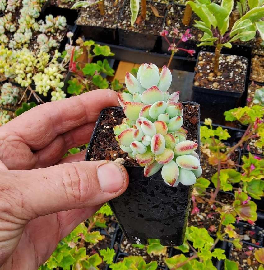 Thumbnail: Cotyledon pendens