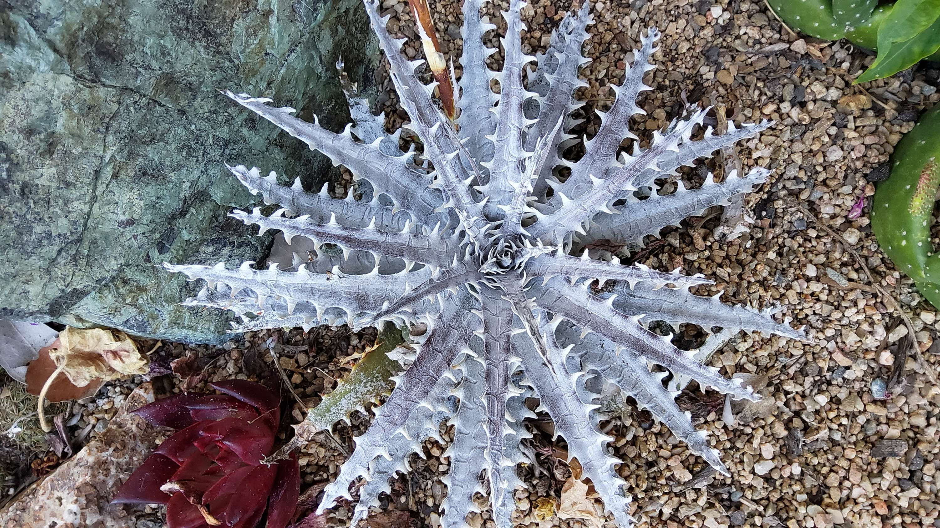 Dyckia 'White Witch' AMAZING TEETH!