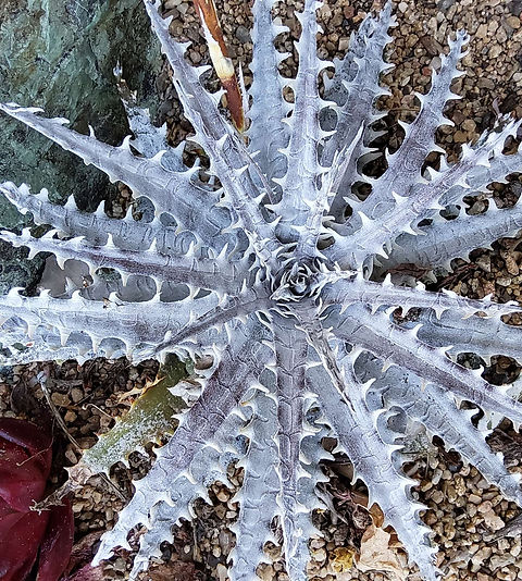Dyckia 'White Witch' AMAZING TEETH! | Steve Super Gardens