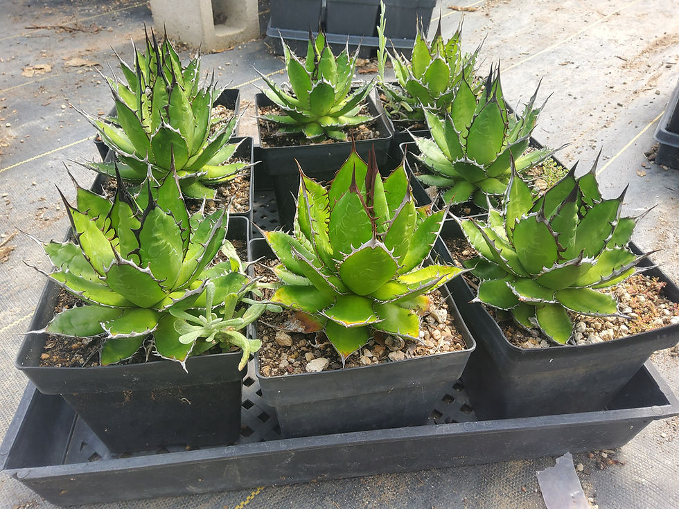 Thumbnail: Agave horrida SPECTACULAR TEETH!