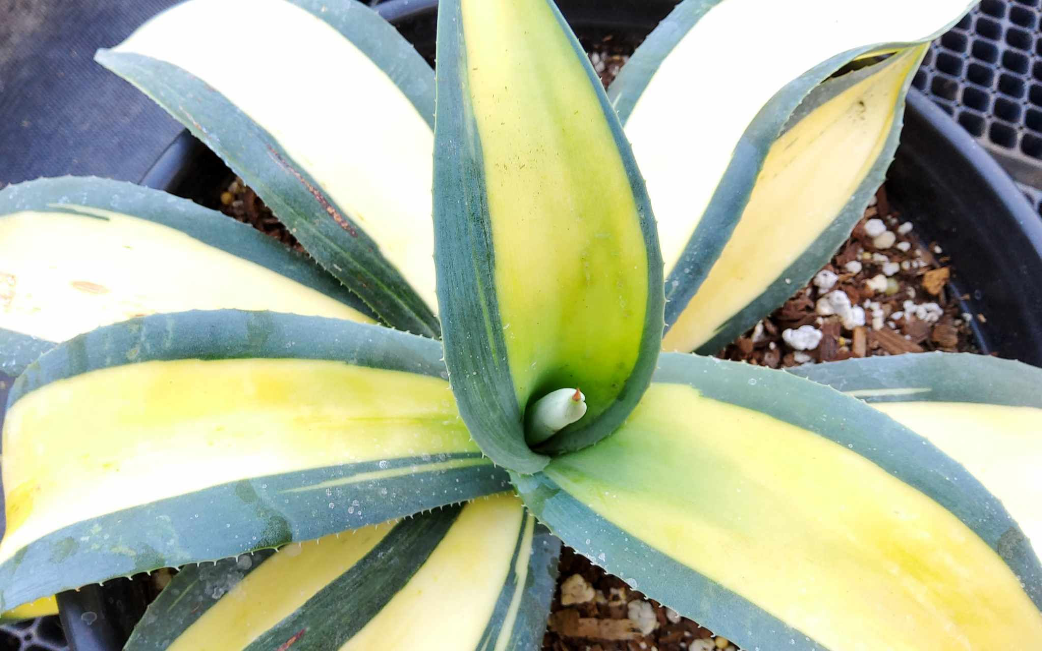 Agave weberi 'Sun Ray' 2 gallon size specimen
