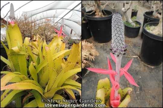 Thumbnail: Aechmea triangularis-