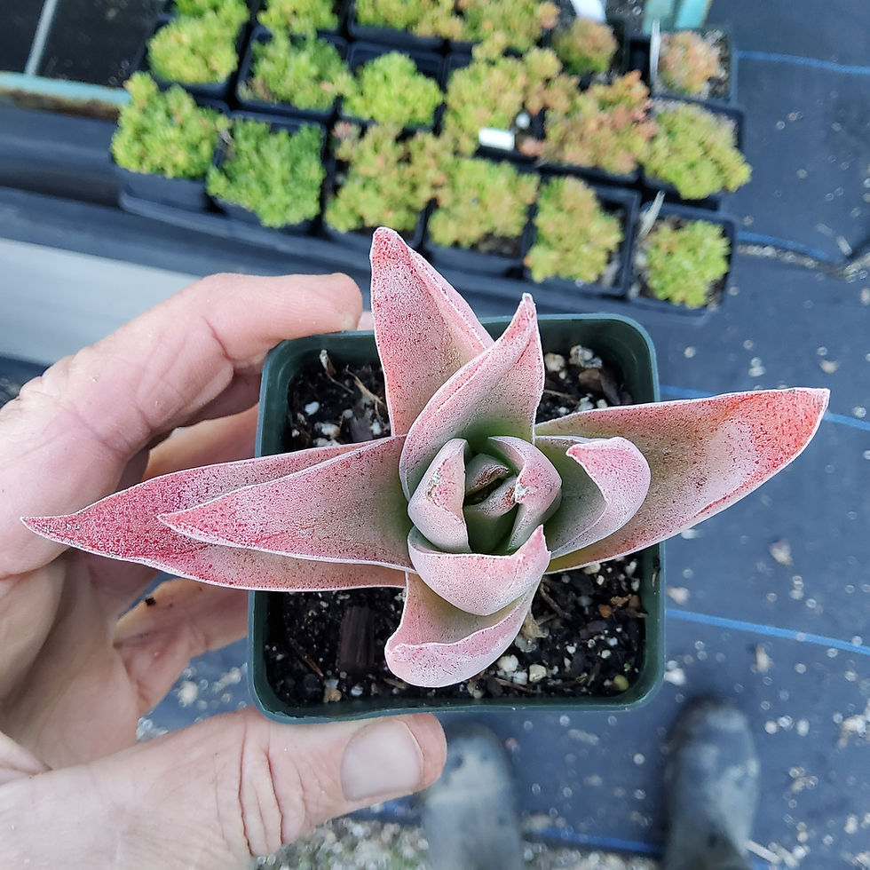 Thumbnail: Hybrid Crassula 'Ruby Lotus'