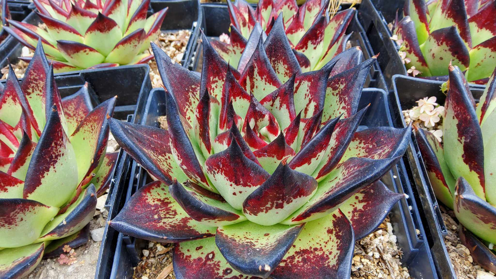 Echeveria agavoides 'Ebony' 1 gallon size. California grown, great color!