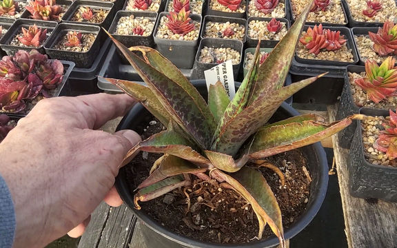 Mangave #3. Unique, from our seedling batch 