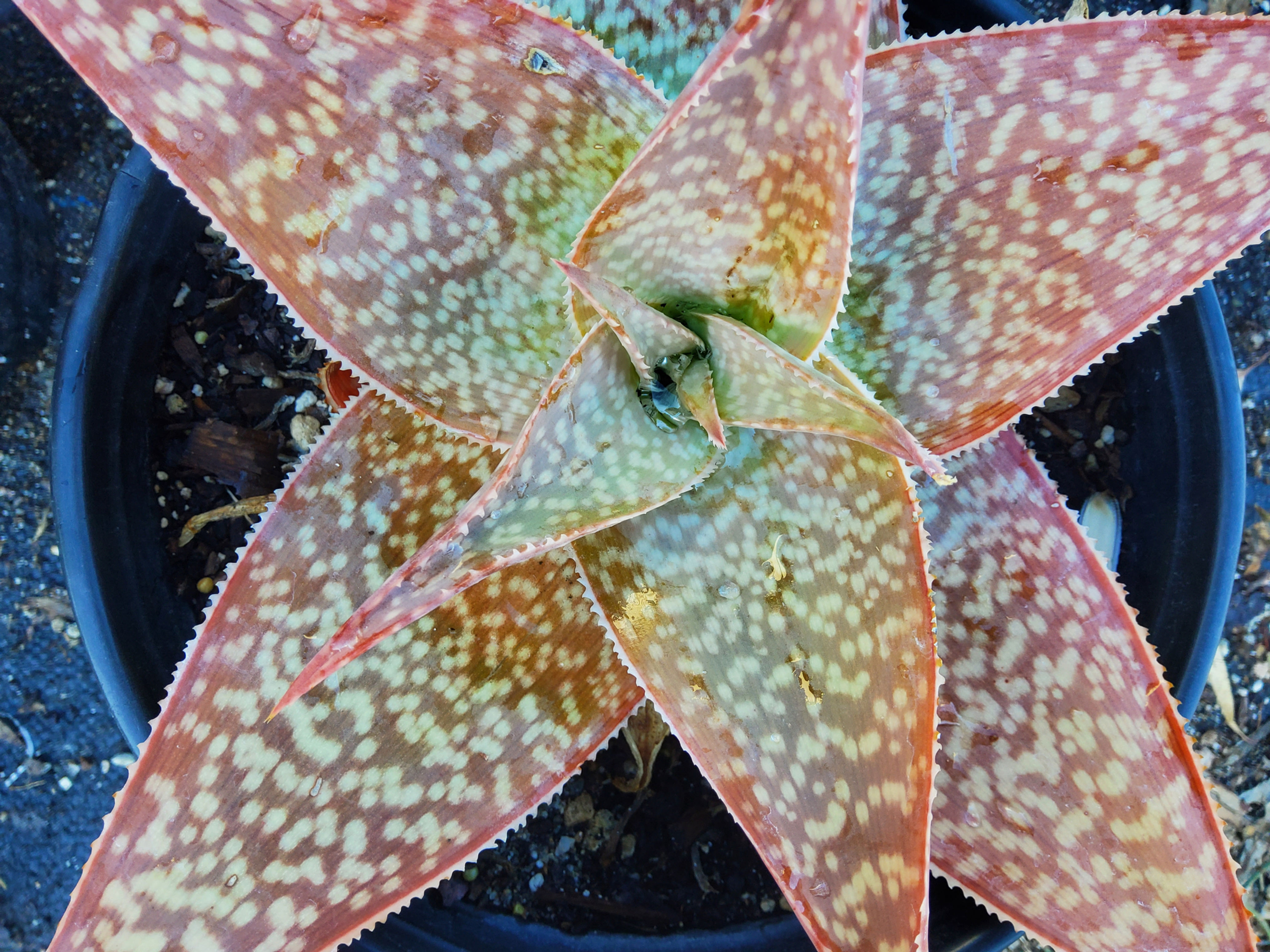 Aloe striata x 'Delta Lights'