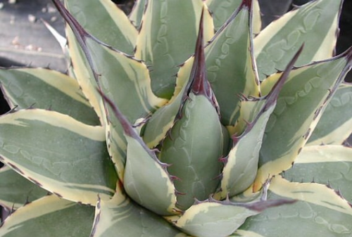 Agave applanata 