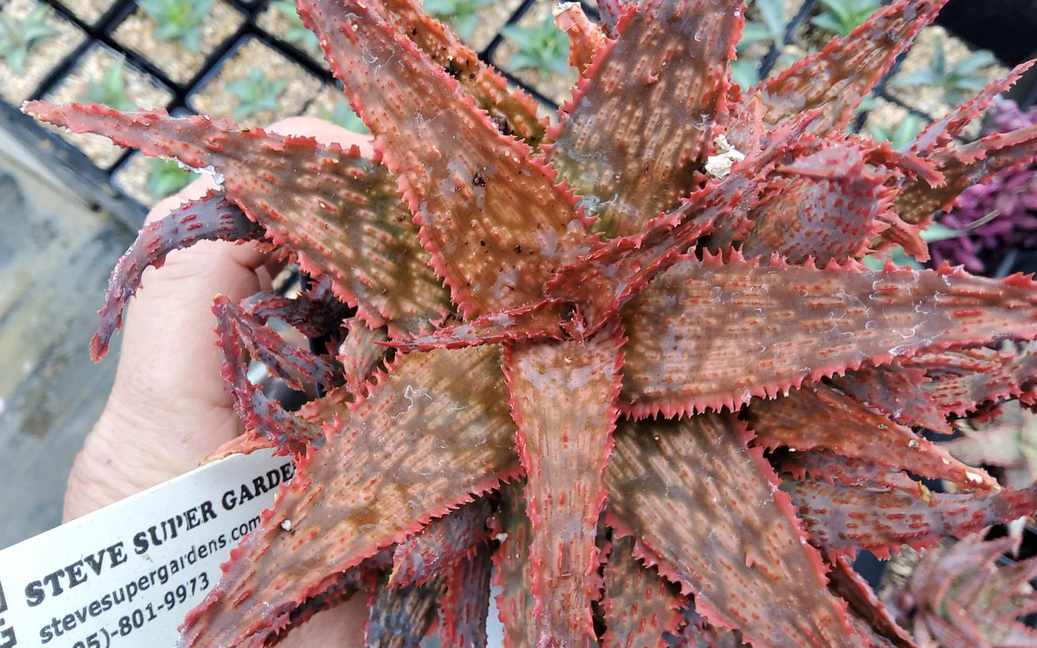 Aloe hybrid "M" One of a kind, unpropagated seedling